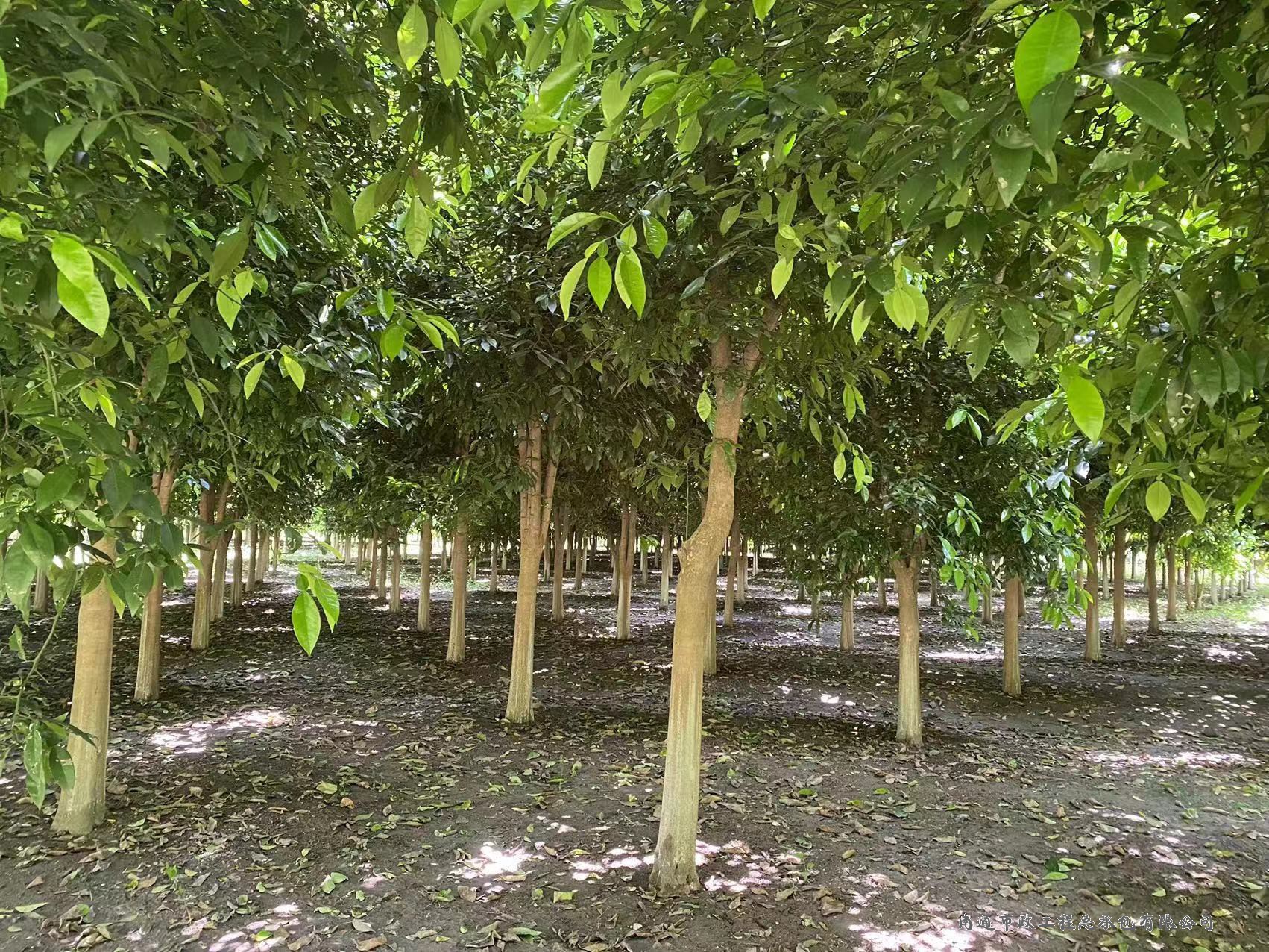 香櫞樹（直徑約8至12厘米，約3000棵）